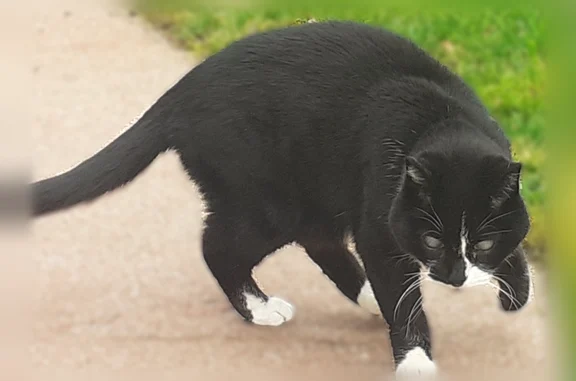 Perdu chat femelle, Rue de l'Obsidienne, 6, Migné-Auxances - chat noir et blanc, âgé et aveugle - photo