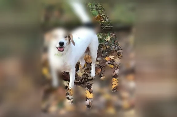 Lost dog, Stonemasters Drive, 9554, Loveland - female, blue eyes and brown ears - photo