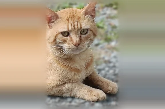 Chat perdu, Bains-sur-Oust, photo: Chat perdu mâle, La Ruée, 46, Bains-sur-Oust - roux et blanc