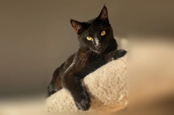 Chat perdu mâle, Allée des Capucines, 2, Douzy, Paris - petite tache blanche sous le ventre - photo
