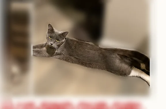 Lost cat, Cactus Avenue, 2688, Chico - female, very shy - photo