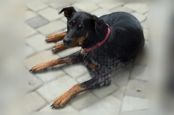 Missing dog Washoe Valley, photo: Lost dog, female, Nevada, Washoe Valley - black coat, brown markings