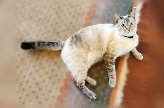 Lost cat, Spyglass Trail West, 2136, Oxnard — male Siamese, neutered, with tracker - photo