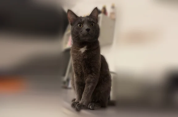 Chat perdu mâle, Rue François Fabié, 4, Toulon, Mantes-la-Jolie - gris foncé avec tache blanche sur le poitrail - photo