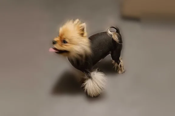 Animaux perdus et trouvés Bagnolet, photo: Chien trouvé mâle, Rue Raoul Berton, 10, Bagnolet, Bagnolet - spitz pomeranian pucé