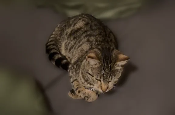 Chat perdu mâle, Avenue du Général de Gaulle, Hesdin-la-Forêt, Hesdin — jeune, castré et pucé - photo
