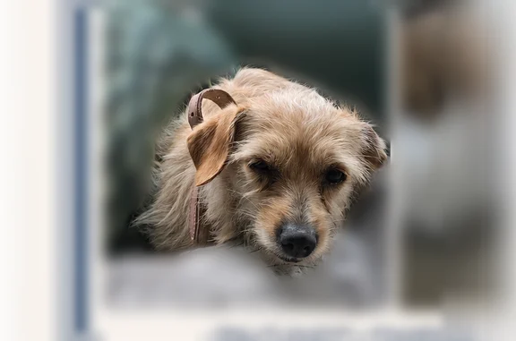 Found pets Austin, photo: Found dog, Lansdowne Road, 11832, Austin — male, about 5 years old