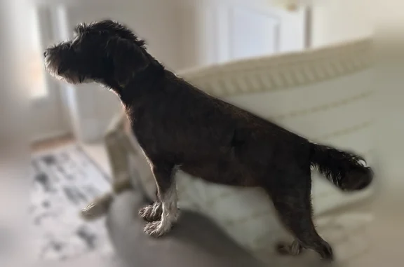 Missing dog Englewood, photo: Lost dog, South Oxford Drive, 720, Englewood - female Schnauzer