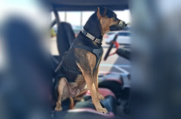 Missing dog Arlington, photo: Lost dog, West Fray Street, 20, Englewood, Arlington - male