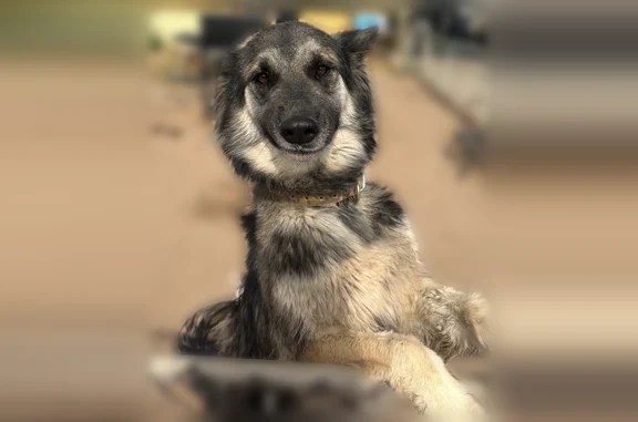Lost dog, South 13th Avenue, 5226, Phoenix - female, medium-sized, long-haired, brown and black - photo