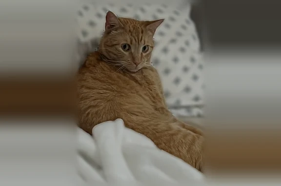 Lost cat, Pine Valley Avenue, 19643, Los Angeles - orange male with freckles on nose - photo
