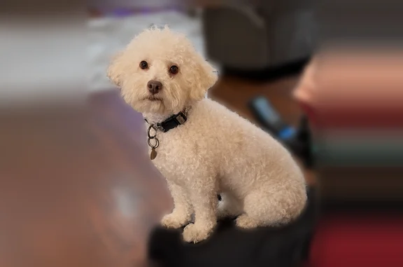 Lost dog, South East Avenue, 5271, Fresno, Pomona - female, white fluffy coat, wearing a collar and tag - photo