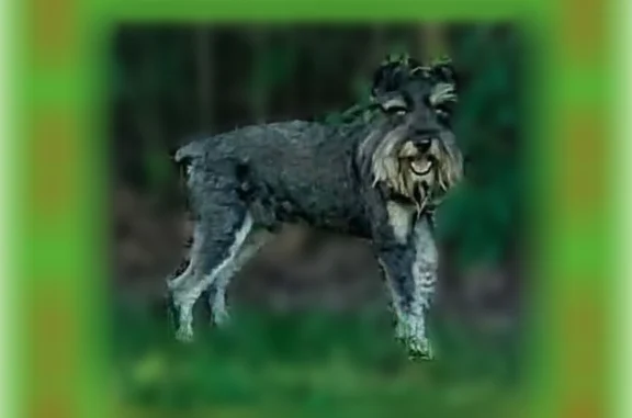 Lost dog, Richlandtown Pike, 1525, Quakertown - male mini schnauzer, about 8 lbs - photo