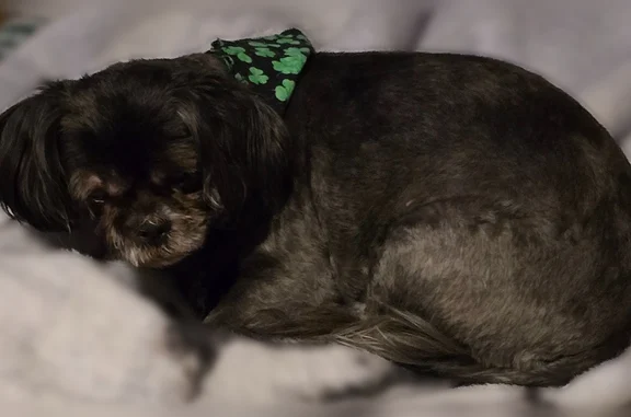 Lost dog, Covington Avenue, 1140, Piqua - female shih tzu, gray, older, lighter-colored snout - photo