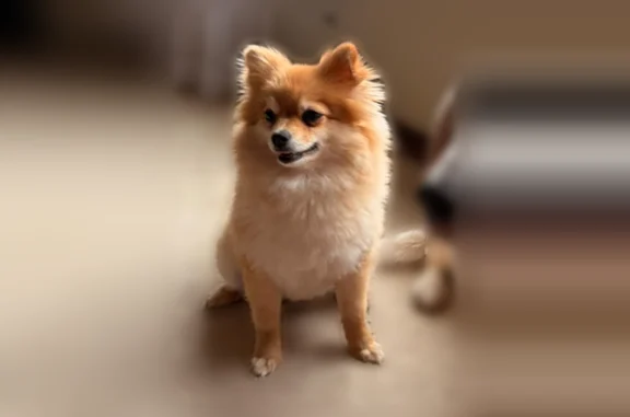 Lost dog, Edgehill Road, 7300, Greendale, Detroit - female, golden Pomeranian, skittish - photo