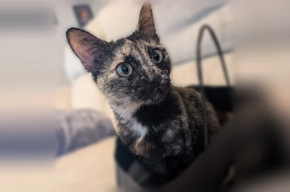 Lost cat, Songbird Drive, 20338, Athens, Madison - female, small adult with a white spot on her chest - photo