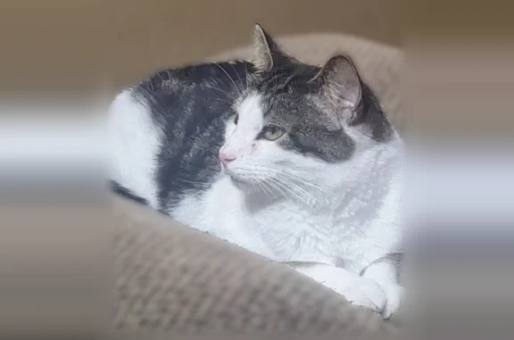 Missing cat Watertown, photo: Lost cat, 14th Avenue Southwest, 3437, Watertown - male, neutered