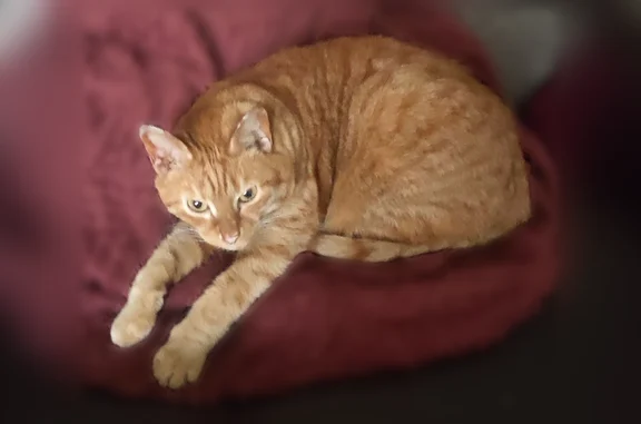 Animaux perdus et trouvés Paris, photo: Chat perdu mâle, Rue de la Chevalerie, 75, Tours, Paris - d'intérieur, pucé