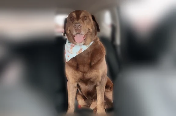 Lost dog, Crosswind Landing Lane, 8612, Knoxville - brown lab with lighter face, chest, and legs - photo