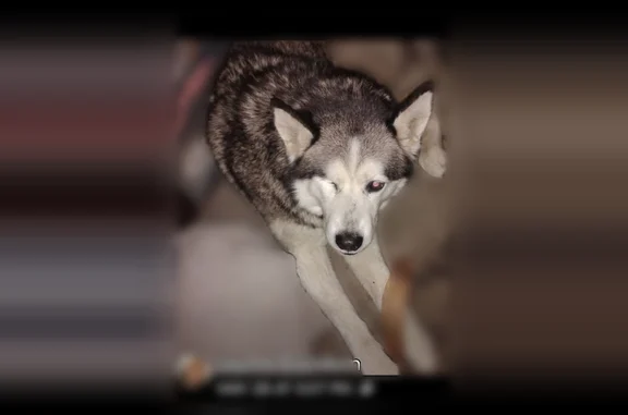 Found pets Indianapolis, photo: Lost dog, Westview Drive, 2011, Indianapolis - male, one eye, Siberian husky