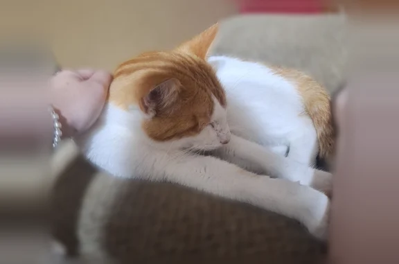 Missing cat Watertown, photo: Lost cat, 14th Avenue Southwest, 3433, Watertown - male