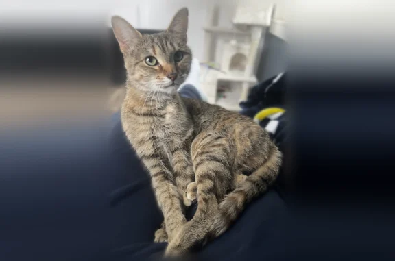 Lost cat, Barcroft Drive Southwest, 5689, Wyoming - female - photo