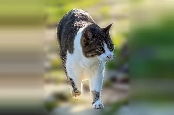 Lost cat, Cleveland Avenue, 703, Batavia - female, short tail, chipped - photo
