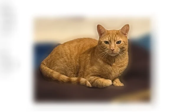 Lost cat, 191st Street, 35-09, New York - male, orange tabby, microchipped - photo