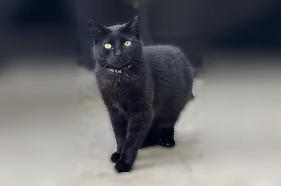 Lost cat, 37th Street, 23-60,...
