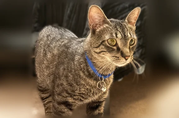 Lost cat, Ranger Circle, Lincoln - male, dark grey tabby with yellowish eyes - photo