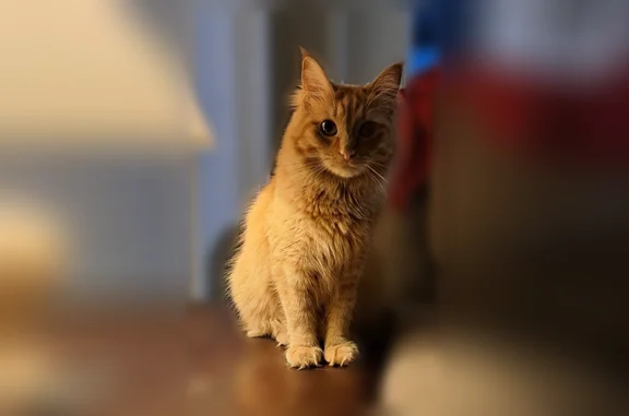 Missing cat Mishawaka, photo: Lost cat, Meridian Street, 697, Mishawaka - female