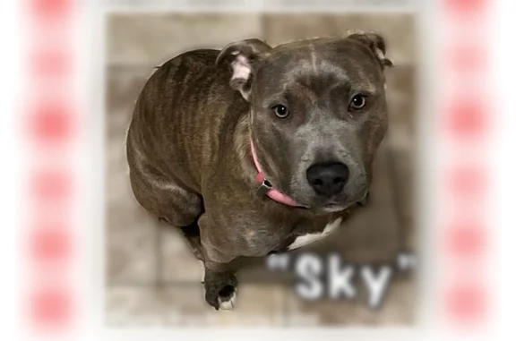 Lost dog, Hampton Avenue, 193, Mastic - female, microchipped brindle Pitbull - photo