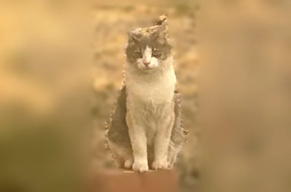 Lost cat, Valle Vista Drive, F...