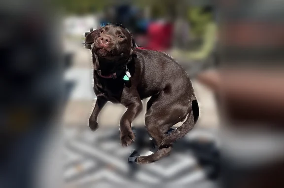 Missing dog Oviedo, photo: Lost dog, Alafaya Trail, 4255, Oviedo - female Labrador Retriever, 5 years old