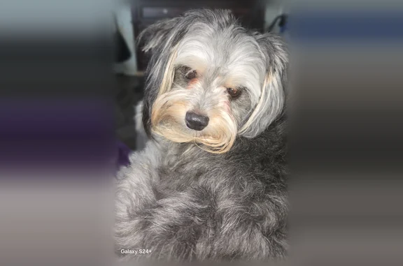 Lost dog, male, Arkansas Lane, Grand Prairie, Grand Prairie - tan, black and grey - photo