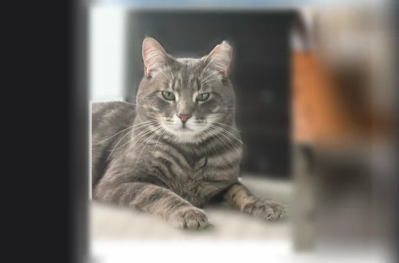 Lost cat, Shady Creek Place, 7...
