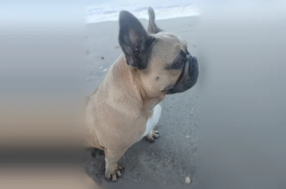 Lost dog, North G Street, 730, Lake Worth Beach, Lake Clarke Shores - female French bulldog, 28 lbs - photo