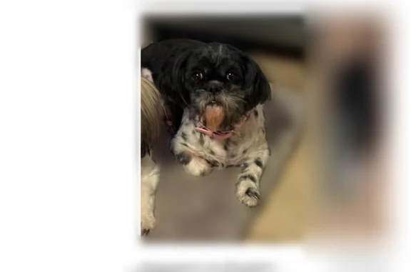 Lost dog, Paredes Line Road, Brownsville - female Shih Tzu, very friendly - photo