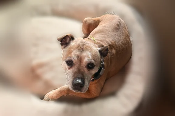 Missing dog Lowell, photo: Lost dog, female, Vergennes Street Southeast, 11198, Vergennes Township, Lowell - going deaf, grey face