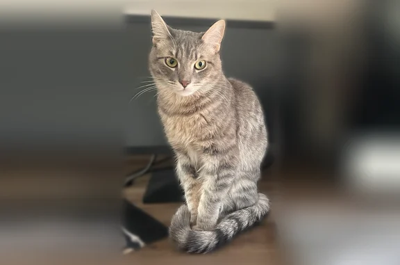 Lost cat, Bellevue Avenue, 915, City of Syracuse, Syracuse - male, bushy tail, timid - photo