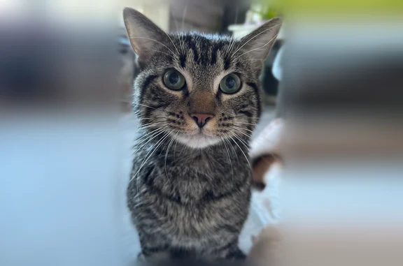 Lost cat, Ingram Road, 2207, D...