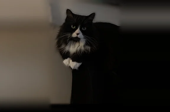 Lost cat, South Highland Drive...