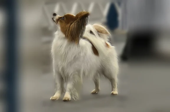 Missing dog Laurel, photo: Lost dog, 1st Avenue, 11, Laurel, Laurel — female Papillon, about 7 pounds
