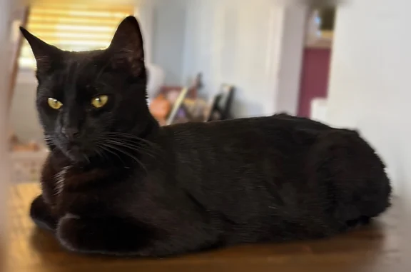 Lost pets Alhambra, photo: Lost cat, Winchester Avenue, 225, Alhambra - male, responds to Papuchi