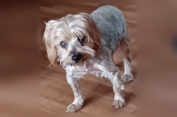 Lost dog, male, Damascus, Virginia - blind, short groomed coat - photo