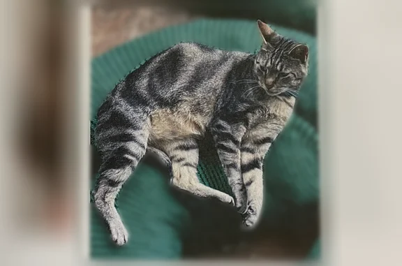 Lost cat, Kila Way, Waialua, M...