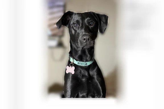 Lost dog, Wilcox Drive, 2435, Norman - female - photo