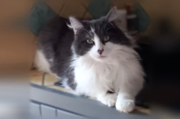 Chat perdu mâle, Les Andelys, Normandie, Paris - mâle castré, non pucé - photo