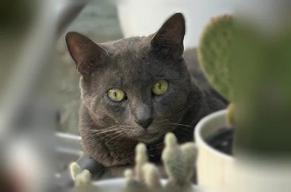 Animaux perdus et trouvés Troyes, photo: Chat trouvé, Rue Emile Zola, 125, Troyes - gris, queue abîmée