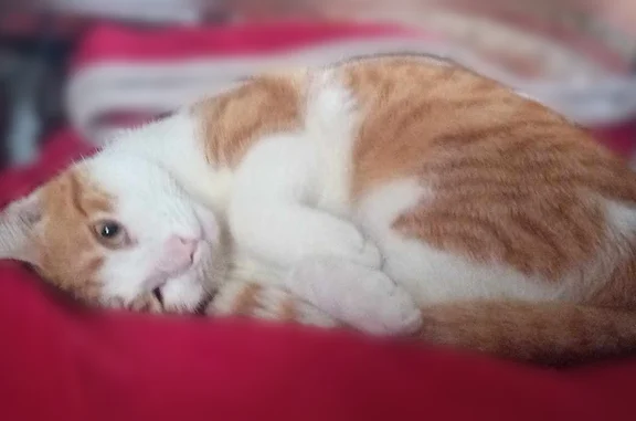 Animaux perdus et trouvés Paris, photo: Chat perdu mâle, Pondeilh, Oloron-Sainte-Marie - roux et blanc